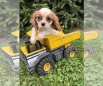 Small #1 Cavalier King Charles Spaniel