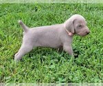 Small Photo #1 Weimaraner Puppy For Sale in SOCIAL CIRCLE, GA, USA