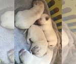 Small Photo #10 Labrador Retriever Puppy For Sale in ESCONDIDO, CA, USA