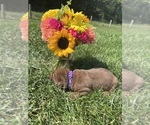Small #5 Labrador Retriever