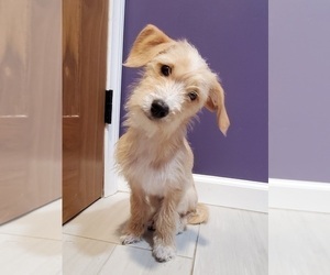 Maltipoo-Wire Fox Terrier Mix Puppy for sale in MISSION VIEJO, CA, USA