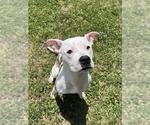 Small American Bulldog Mix