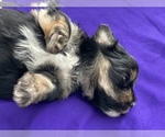 Small Photo #2 Yorkshire Terrier Puppy For Sale in P C BEACH, FL, USA