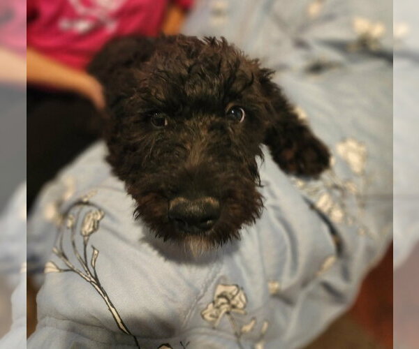 Medium Photo #6 Mutt Puppy For Sale in Grafton, WI, USA