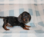 Small #3 Dachshund