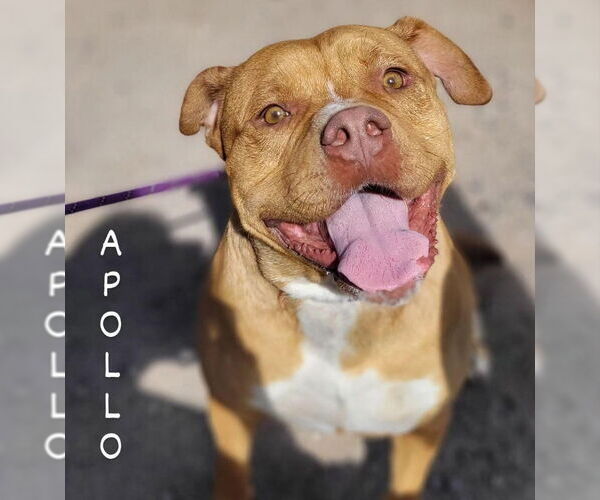 Medium Photo #13 American Staffordshire Terrier-Boxer Mix Puppy For Sale in Monte Vista, CO, USA