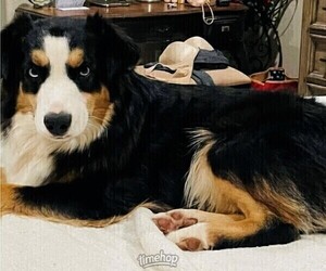 Mother of the Miniature Australian Shepherd puppies born on 03/14/2025