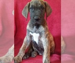Small Photo #10 Great Dane Puppy For Sale in MURRAY, KY, USA