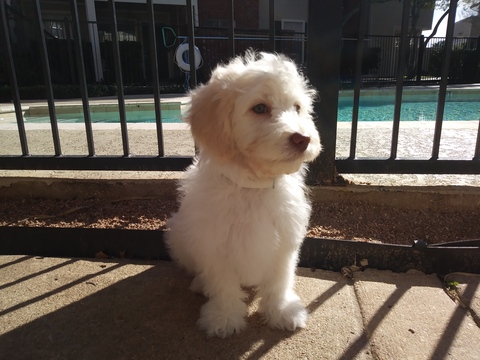 Medium Photo #1 Maltipoo Puppy For Sale in AUSTIN, TX, USA