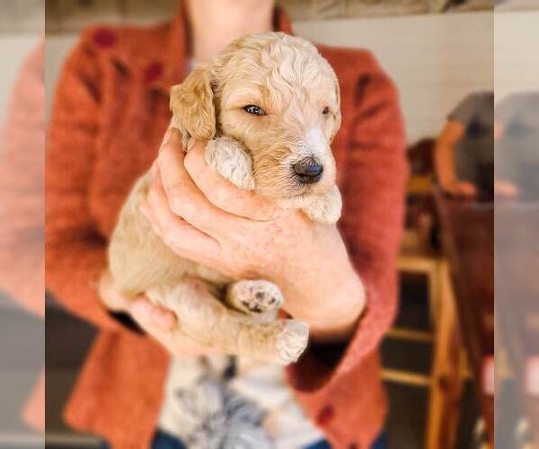 Full screen Photo #6 Poodle (Standard) Puppy For Sale in WAGENER, SC, USA