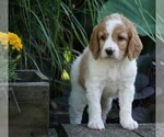 Small Photo #2 Goldendoodle-Poodle (Miniature) Mix Puppy For Sale in FREDERICKSBG, OH, USA