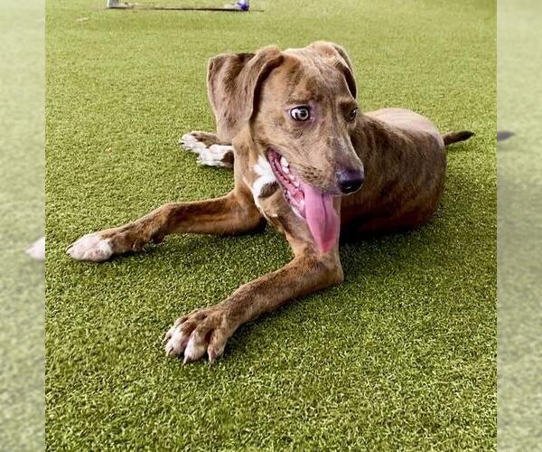 Medium Photo #2 American Staffordshire Terrier-Unknown Mix Puppy For Sale in Waco, TX, USA