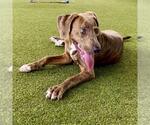 Small #1 American Staffordshire Terrier Mix