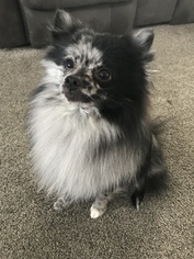 Father of the Pomeranian puppies born on 11/04/2018