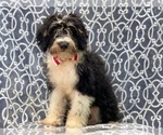 Small Photo #8 Miniature Bernedoodle Puppy For Sale in LAKELAND, FL, USA