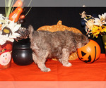 Small Photo #27 Poodle (Toy) Puppy For Sale in CHANUTE, KS, USA