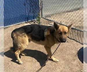 German Shepherd Dog Dogs for adoption in HESPERIA, CA, USA