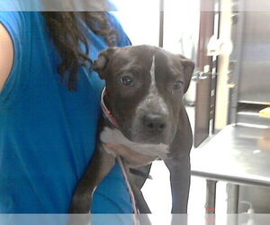 Mutt Dogs for adoption in Fayetteville, NC, USA