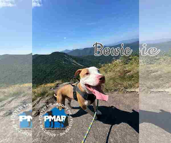 Medium Photo #2 American Pit Bull Terrier-Unknown Mix Puppy For Sale in Binghamton, NY, USA