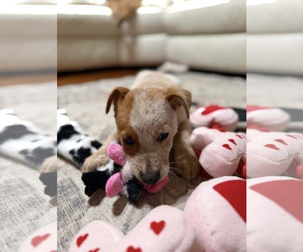 Medium Photo #5 - Mix Puppy For Sale in Turlock, CA, USA