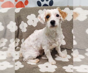 Maltese Dogs for adoption in Lake City, MI, USA