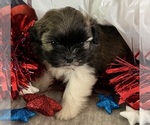 Small #7 Shih Tzu