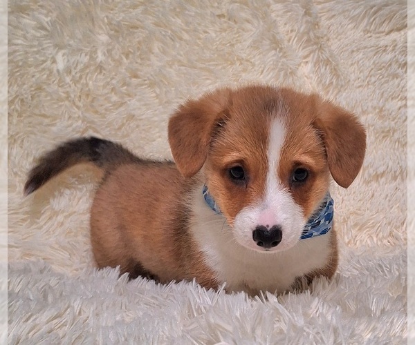 Medium Photo #43 Pembroke Welsh Corgi Puppy For Sale in ARROYO GRANDE, CA, USA