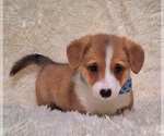 Small Photo #43 Pembroke Welsh Corgi Puppy For Sale in ARROYO GRANDE, CA, USA