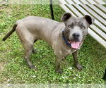 Small #1 American Pit Bull Terrier Mix