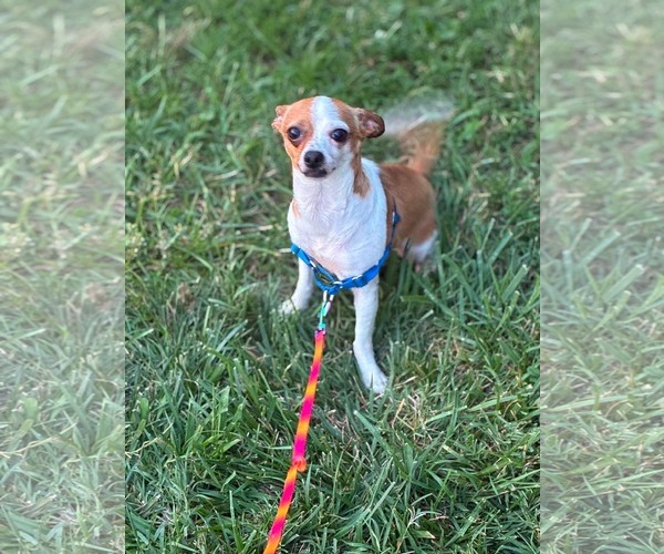 Medium Photo #1 Chihuahua-Unknown Mix Puppy For Sale in Gibbstown, NJ, USA