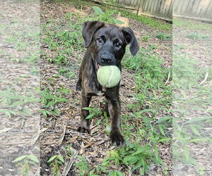 Chihuahua-Labrador Retriever Mix Dogs for adoption in Thomasville, NC, USA