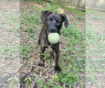 Small Chihuahua-Labrador Retriever Mix