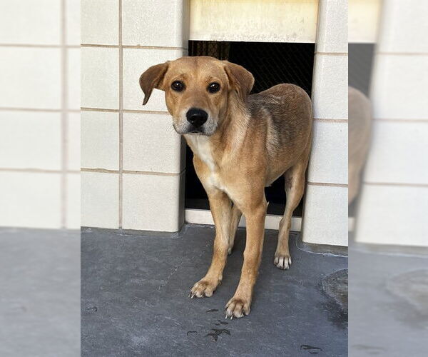 Medium Photo #2 Labrador Retriever-Unknown Mix Puppy For Sale in Corpus Christi, TX, USA