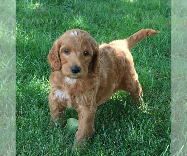 Medium Photo #5 Goldendoodle Puppy For Sale in RONKS, PA, USA