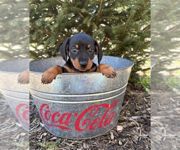 Medium Photo #3 Dachshund Puppy For Sale in MIDDLEBURY, IN, USA