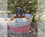 Small #2 Dachshund