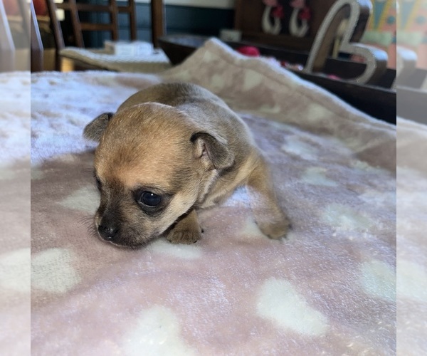 Medium Photo #1 Chihuahua Puppy For Sale in SPARTANBURG, SC, USA