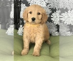 Small Photo #2 Goldendoodle Puppy For Sale in BOWLING GREEN, KY, USA