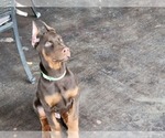 Small Photo #4 Doberman Pinscher Puppy For Sale in LITTLE ROCK, AR, USA