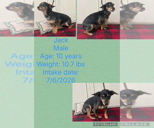 Just Jack - Male Chiweenie Dog for Adoption - Photo #3