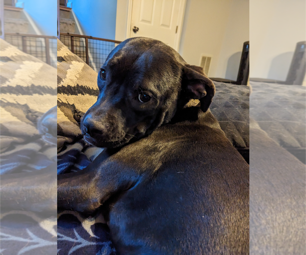 Medium Photo #3 American Staffordshire Terrier-Labrador Retriever Mix Puppy For Sale in Holly Springs, NC, USA