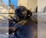 Small #2 American Staffordshire Terrier-Labrador Retriever Mix