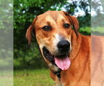 Small #4 Labrador Retriever-Rhodesian Ridgeback Mix