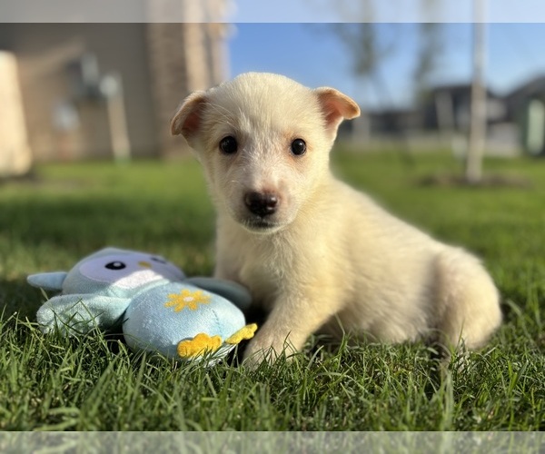 Medium Photo #1 Australian Cattle Dog-Great Pyrenees Mix Puppy For Sale in GEORGETOWN, TX, USA