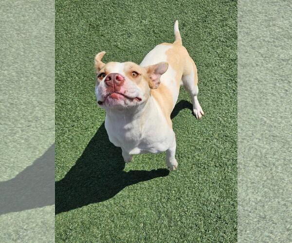 Medium Photo #16 Mutt Puppy For Sale in Rockwall, TX, USA