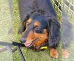 Small #2 Dachshund