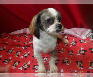 Zuchon Puppy for sale in PATERSON, NJ, USA