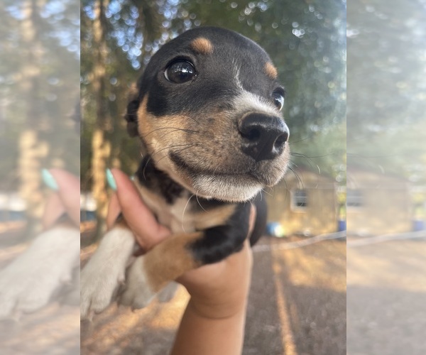 Medium Photo #4 Rat Terrier Puppy For Sale in WHITAKERS, NC, USA