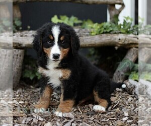 Bernese Mountain Dog Puppy for sale in CHRISTIANA, PA, USA