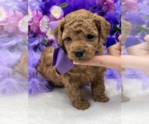 Poodle (Miniature) Puppy for sale in BULLARD, TX, USA